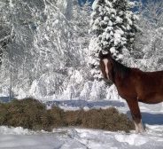 Djerko et Darek à la neige