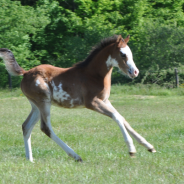 Naissance 2021- Lakdar