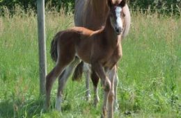 2016 – GALTIK des Albezias – psar