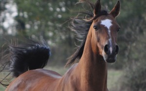 Lady, poulinière à l'elevage 